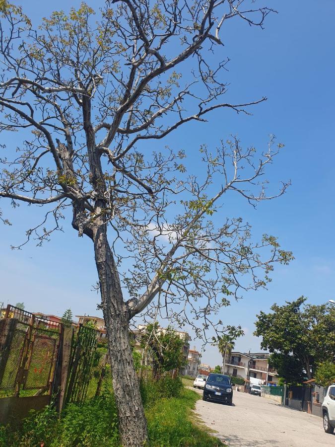 Ospitalita Il Noce Bed & Breakfast Brusciano Dış mekan fotoğraf