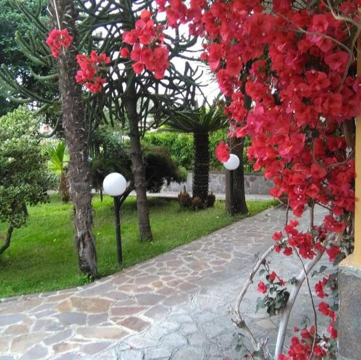 Ospitalita Il Noce Bed & Breakfast Brusciano Dış mekan fotoğraf
